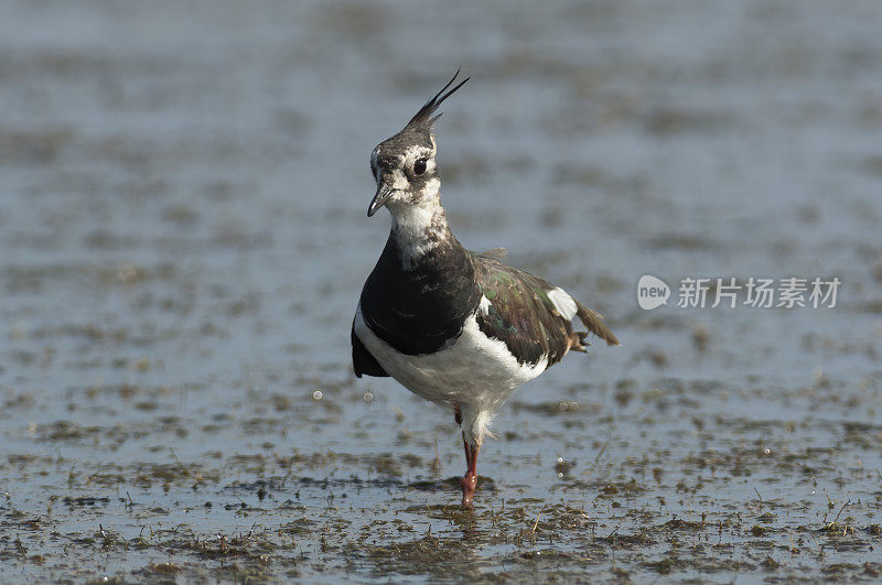 田凫(Vanellus Vanellus)